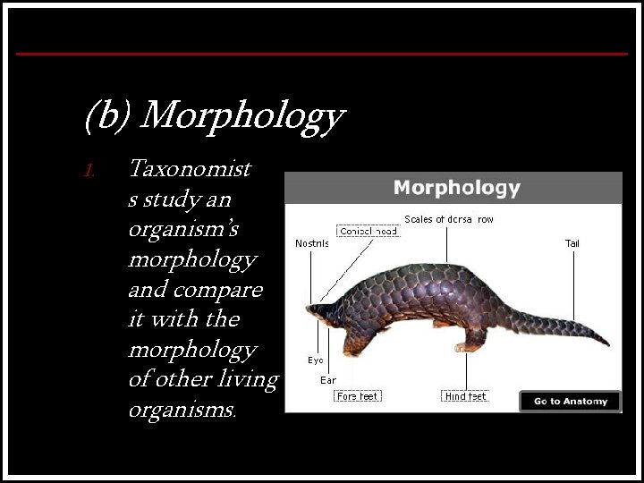 (b) Morphology 1. Taxonomist s study an organism’s morphology and compare it with the