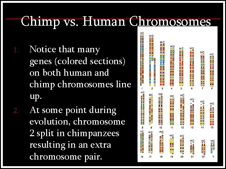 Chimp vs. Human Chromosomes 1. 2. Notice that many genes (colored sections) on both