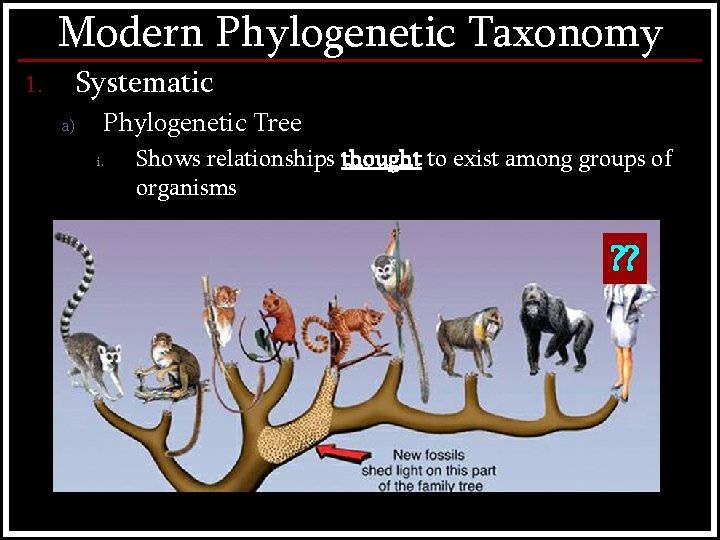 Modern Phylogenetic Taxonomy Systematic 1. a) Phylogenetic Tree i. Shows relationships thought to exist