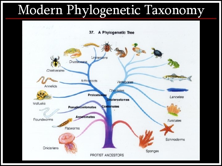 Modern Phylogenetic Taxonomy 