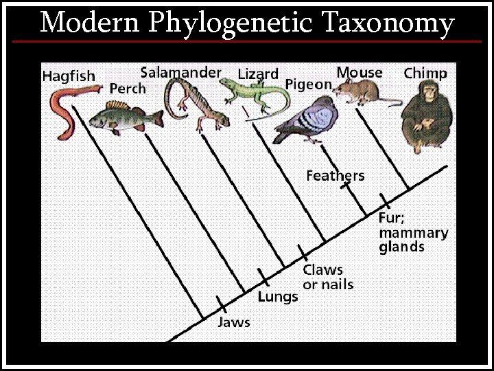 Modern Phylogenetic Taxonomy 