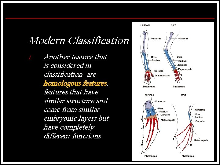 Modern Classification 1. Another feature that is considered in classification are homologous features, features