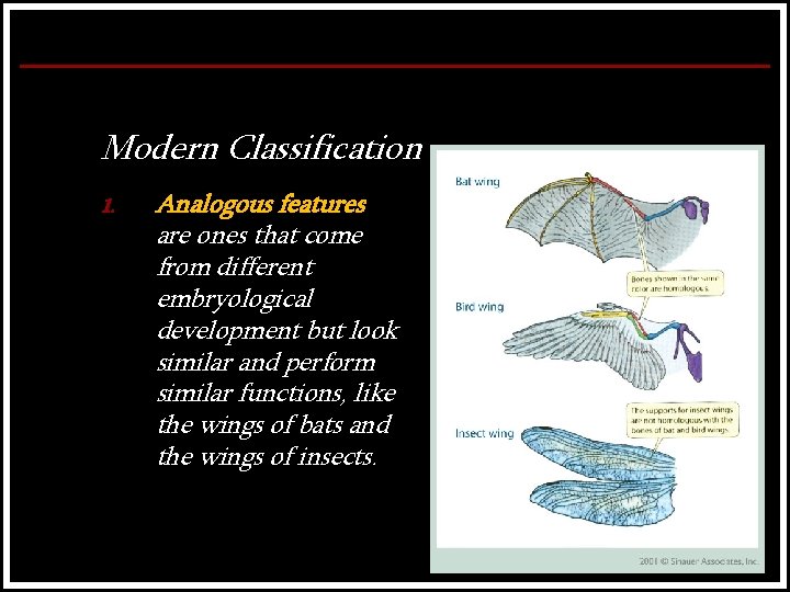 Modern Classification 1. Analogous features are ones that come from different embryological development but