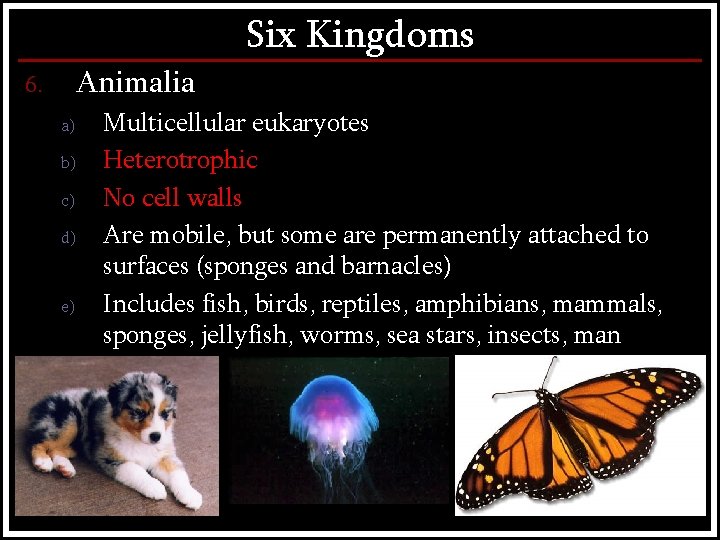 Six Kingdoms Animalia 6. a) b) c) d) e) Multicellular eukaryotes Heterotrophic No cell