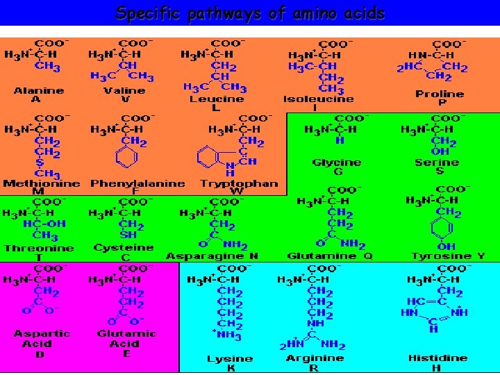 Specific pathways of amino acids Specific pathways of amino acids
