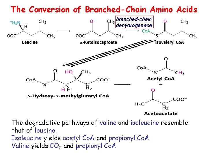 The Conversion of Branched-Chain Amino Acids branched-chain dehydrogenase The degradative pathways of valine and The Conversion of Branched-Chain Amino Acids branched-chain dehydrogenase The degradative pathways of valine and