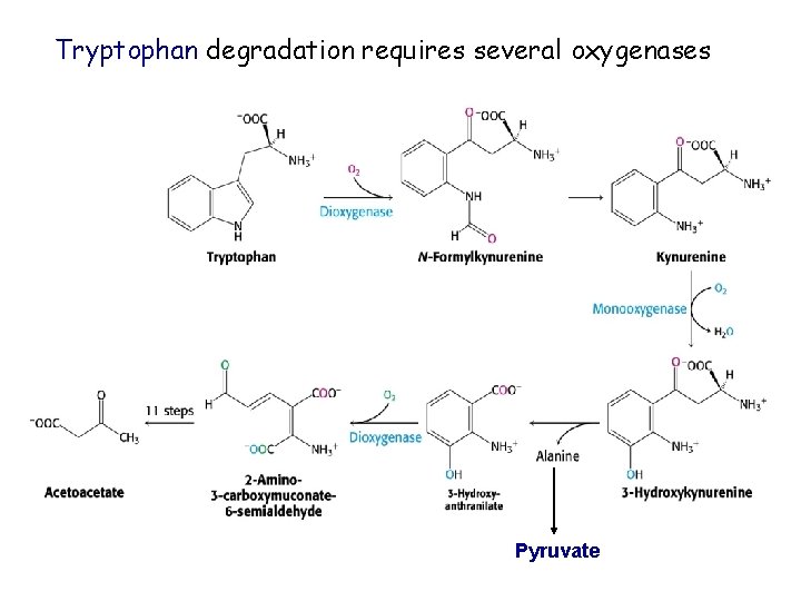 Tryptophan degradation requires several oxygenases Pyruvate Tryptophan degradation requires several oxygenases Pyruvate