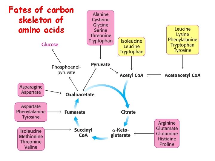 Fates of carbon skeleton of amino acids Fates of carbon skeleton of amino acids
