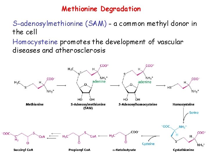 Methionine Degradation S-adenosylmethionine (SAM) - a common methyl donor in the cell Homocysteine promotes Methionine Degradation S-adenosylmethionine (SAM) - a common methyl donor in the cell Homocysteine promotes