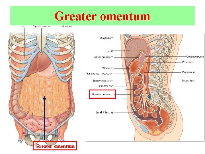Greater omentum 