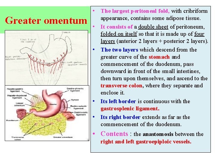 Greater omentum • The largest peritoneal fold, with cribriform appearance, contains some adipose tissue.