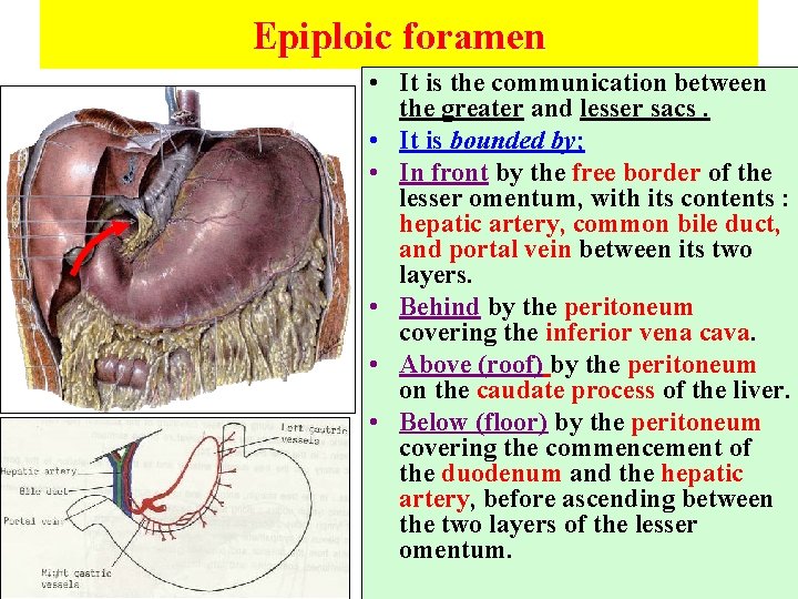 Epiploic foramen • It is the communication between the greater and lesser sacs. •
