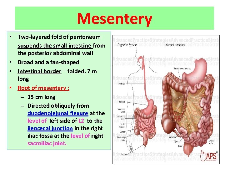 Mesentery • Two-layered fold of peritoneum suspends the small intestine from the posterior abdominal
