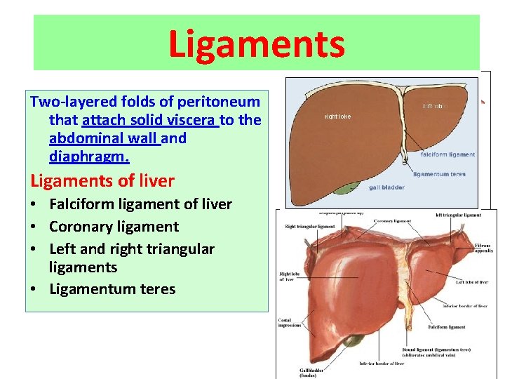 Ligaments Two-layered folds of peritoneum that attach solid viscera to the abdominal wall and