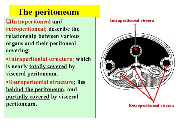 The peritoneum q. Intraperitoneal and retroperitoneal; describe the relationship between various organs and their