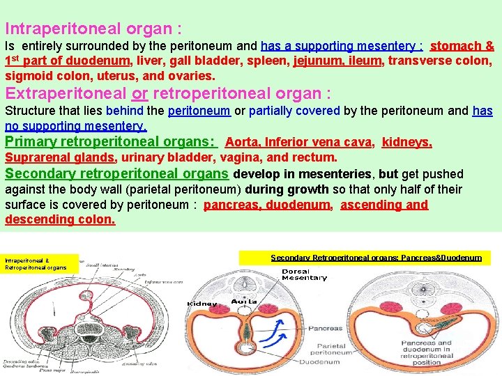 Intraperitoneal organ : Is entirely surrounded by the peritoneum and has a supporting mesentery