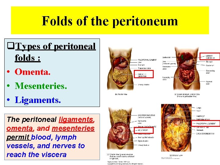 Folds of the peritoneum q. Types of peritoneal folds : • Omenta. • Mesenteries.
