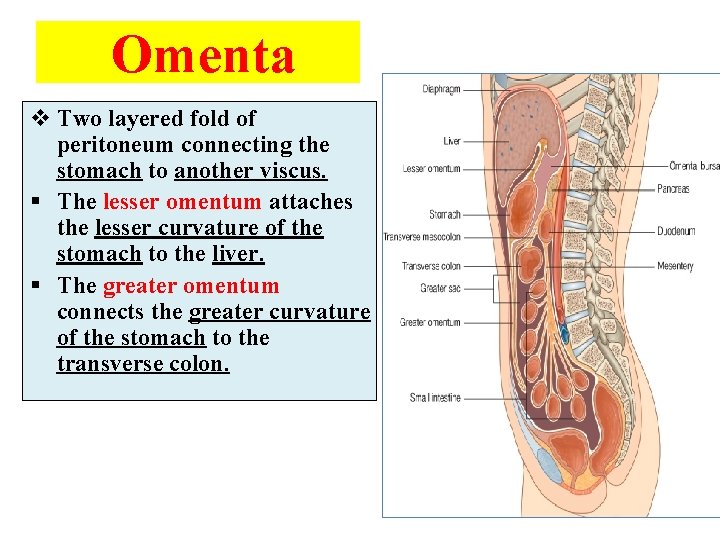 Omenta Lesser omentum v Two layered fold of peritoneum connecting the stomach to another