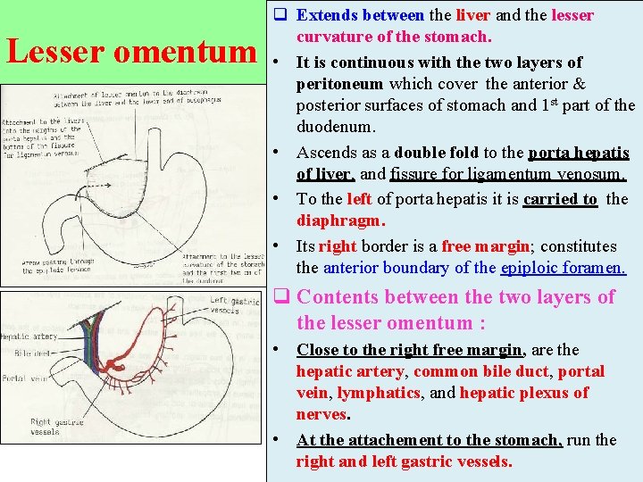 Lesser omentum q Extends between the liver and the lesser curvature of the stomach.