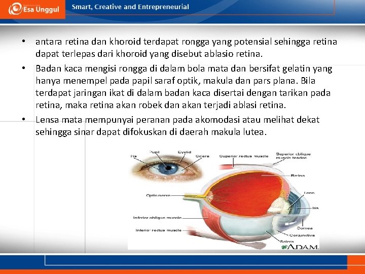  • antara retina dan khoroid terdapat rongga yang potensial sehingga retina dapat terlepas