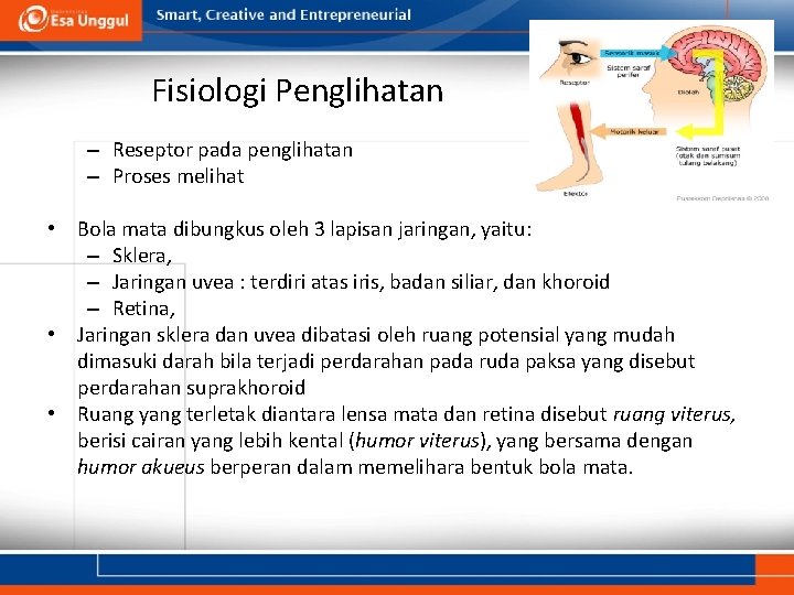 Fisiologi Penglihatan – Reseptor pada penglihatan – Proses melihat • Bola mata dibungkus oleh