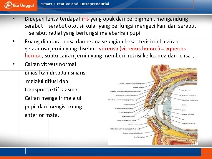  • • • Didepan lensa terdapat iris yang opak dan berpigmen , mengandung