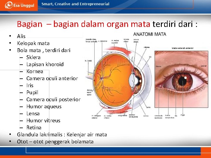 Bagian – bagian dalam organ mata terdiri dari : • Alis • Kelopak mata