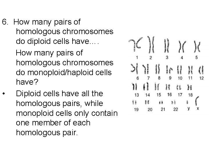 6. How many pairs of homologous chromosomes do diploid cells have…. How many pairs