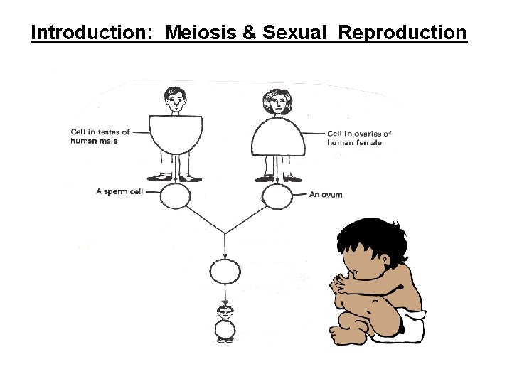 Introduction: Meiosis & Sexual Reproduction 