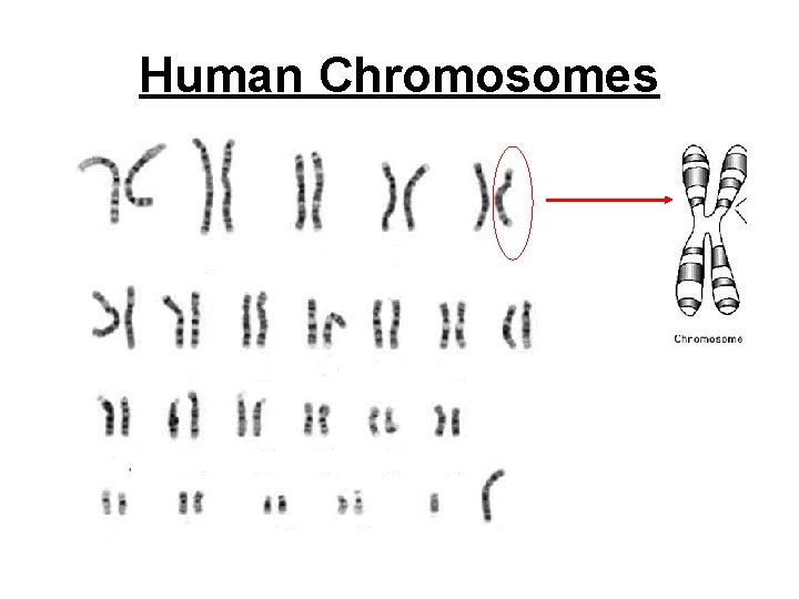 Human Chromosomes 