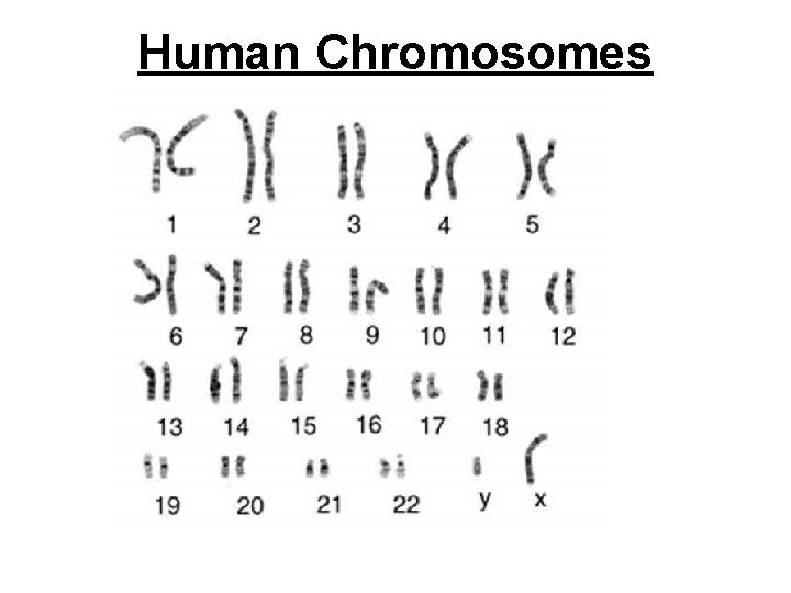 Human Chromosomes 