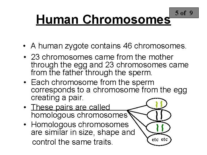 Human Chromosomes 5 of 9 • A human zygote contains 46 chromosomes. • 23