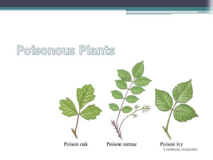 Poisonous Plants 