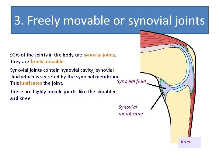 3. Freely movable or synovial joints 90% of the joints in the body are