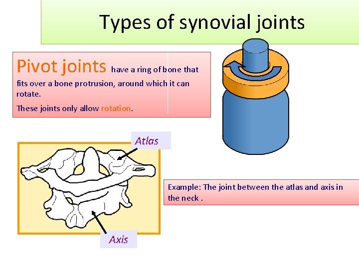 Types of synovial joints Pivot joints have a ring of bone that fits over