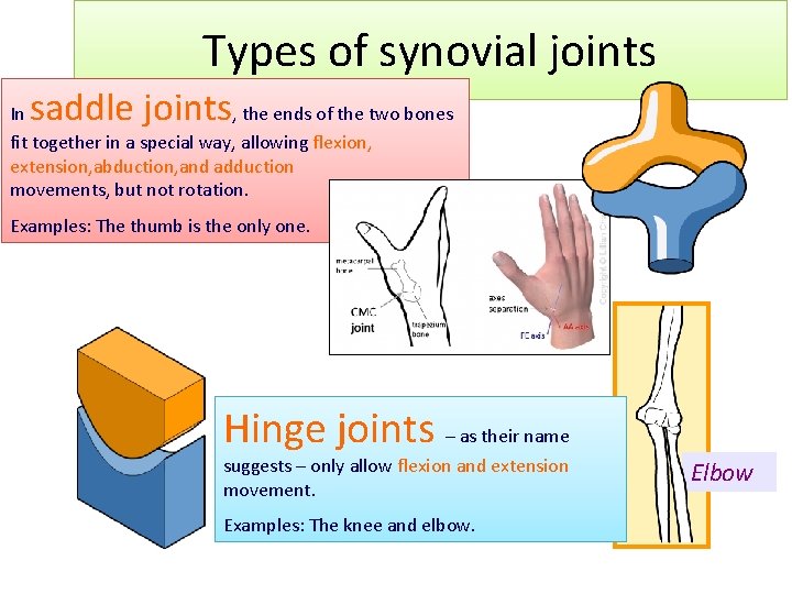 Types of synovial joints saddle joints In , the ends of the two bones