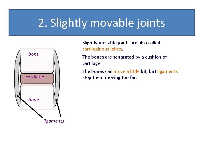 2. Slightly movable joints are also called cartilaginous joints. bone The bones are separated