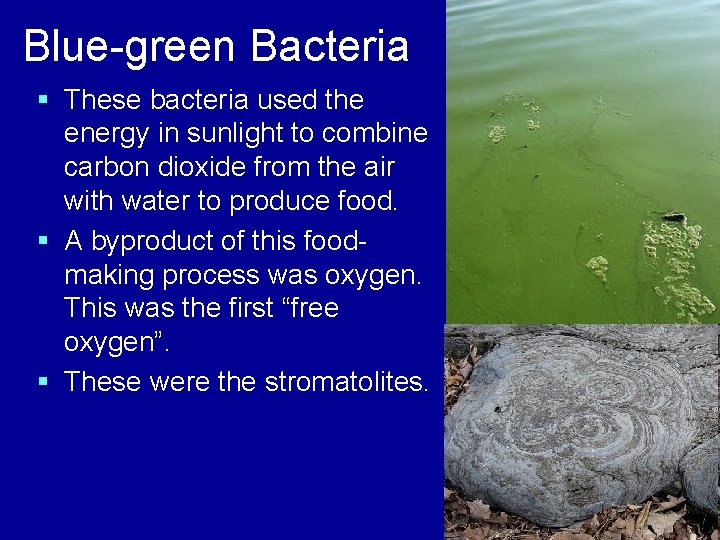 Blue-green Bacteria § These bacteria used the energy in sunlight to combine carbon dioxide