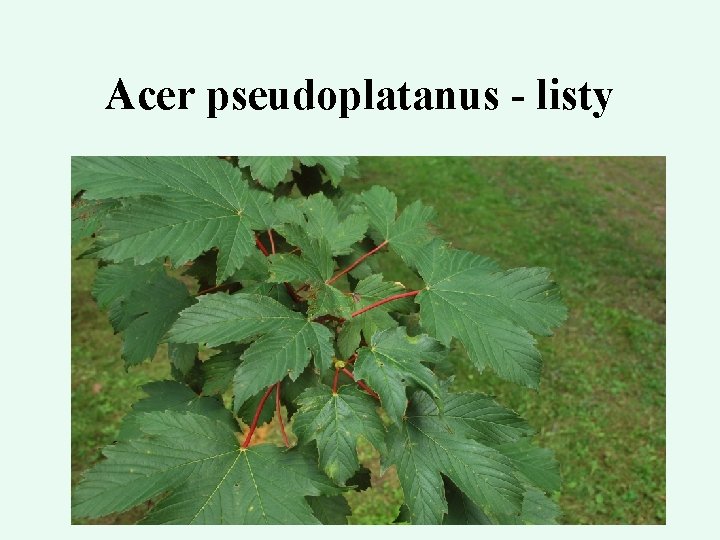 Acer pseudoplatanus - listy 