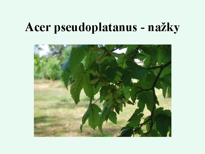 Acer pseudoplatanus - nažky 