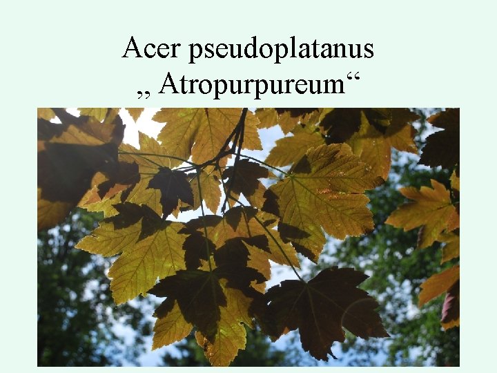 Acer pseudoplatanus „ Atropurpureum“ 