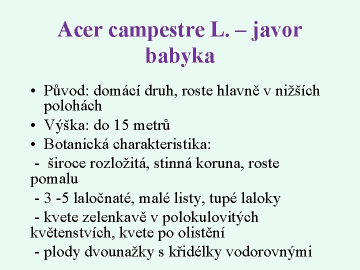 Acer campestre L. – javor babyka • Původ: domácí druh, roste hlavně v nižších