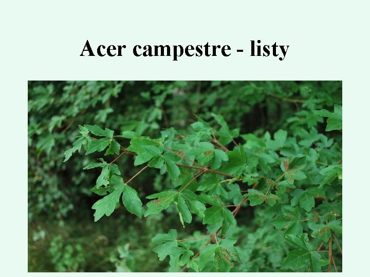 Acer campestre - listy 