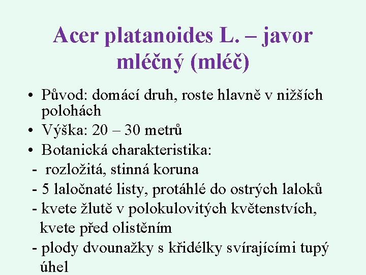 Acer platanoides L. – javor mléčný (mléč) • Původ: domácí druh, roste hlavně v