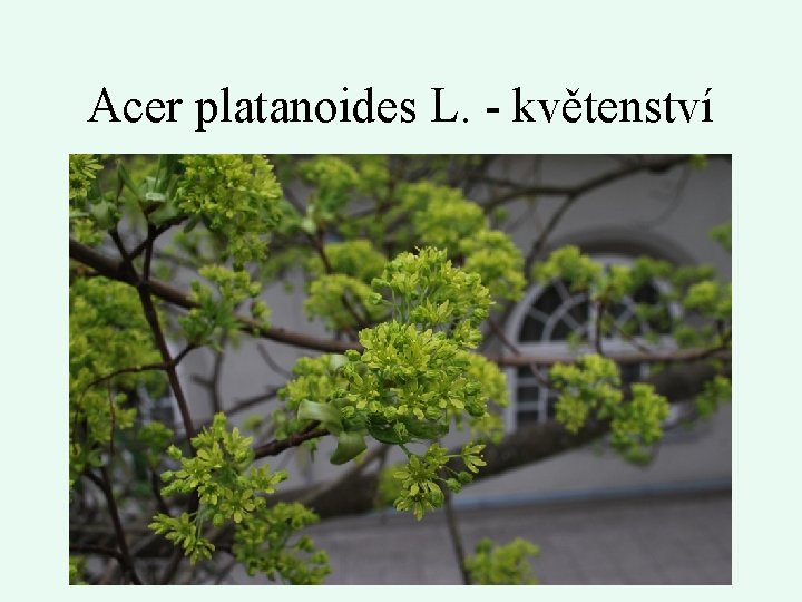 Acer platanoides L. - květenství 