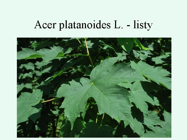 Acer platanoides L. - listy 