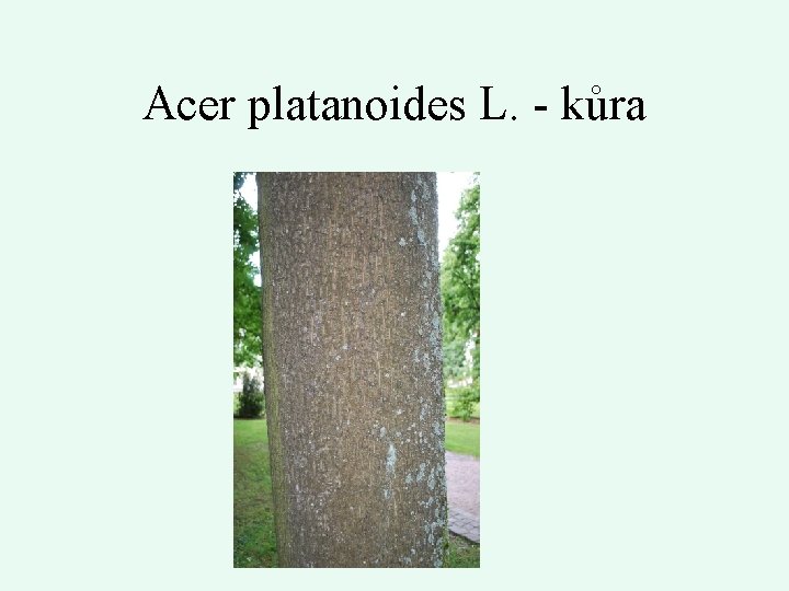 Acer platanoides L. - kůra 