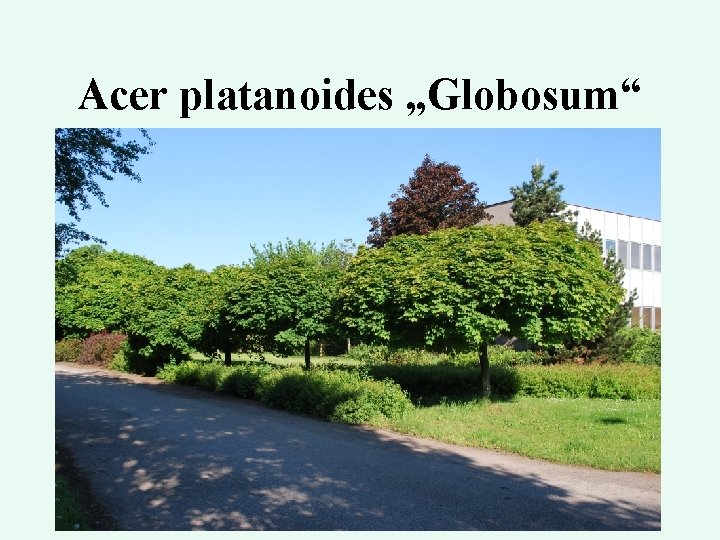 Acer platanoides „Globosum“ 