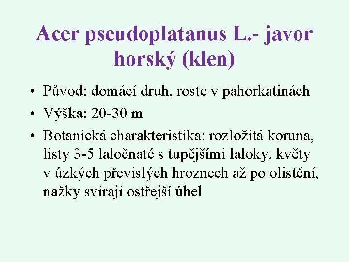 Acer pseudoplatanus L. - javor horský (klen) • Původ: domácí druh, roste v pahorkatinách