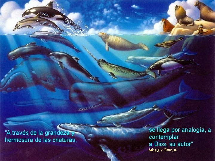 “A través de la grandeza y hermosura de las criaturas, se llega por analogía,